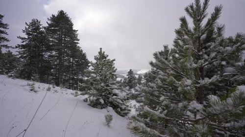 Pinien, bedeckt mit weißem Schnee der Winterlandschaft, gefrorene Zweige an einem kalten Tag