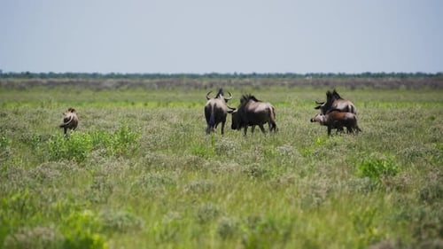 Wildebeest Herd Migrating Across African Savanna with Their Calves Impressive Wildlife Spectacle