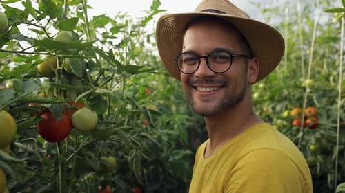 Farmer Working Among Tomato Plants in Greenhouse