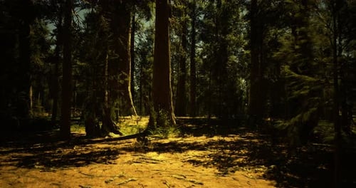 Sunlight Filtering Through Tall Trees in a Serene Forest Setting
