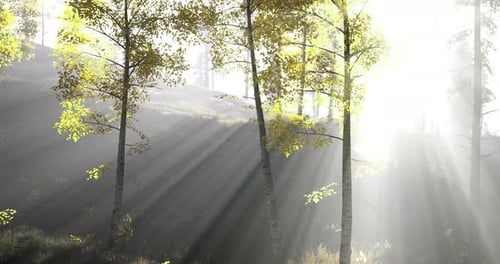 Sunlight Filtering Through Trees in a Tranquil Forest Setting