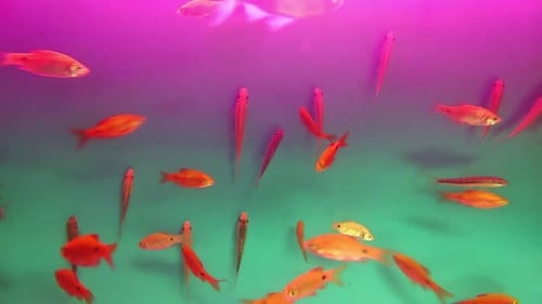 Fische in einem Aquarium auf blauem Hintergrund HD-Video. Aufnahmen von Fischen in einem Aquarium.