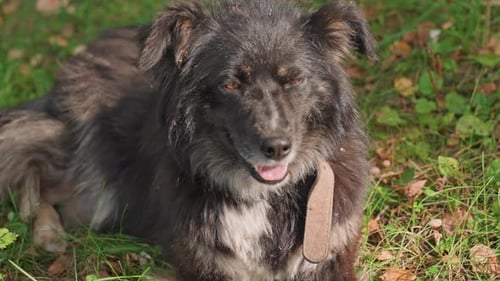 Ruhiger schwarzer Hund, der sich inmitten von Sonnenlicht und Naturgeräuschen entspannt Ruhiger Hund, der auf grasbewachsenem Boden liegt