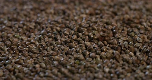 Slow motion macro close up of heap of hemp seeds of biological and ecological hemp plant use for p