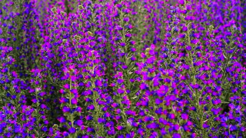 Purple Flowers in the Wild