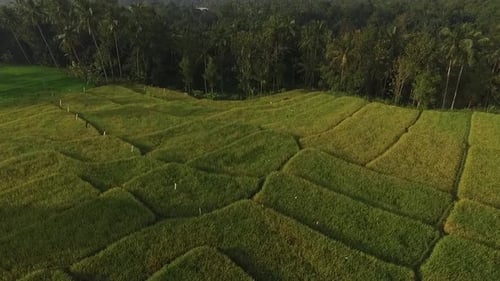 Rice Field