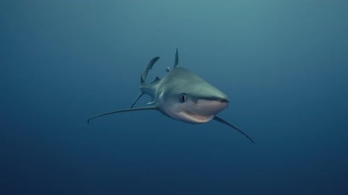 Large Blue Shark swimming close to the underwater camera and turning with light rays and reflections