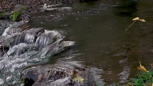 yellow-orange falling leaves in dark blue river water