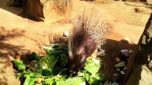 A family of porcupines eat vegetables from a feeder at the zoo