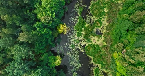 Small river and forests. Aerial view of wildlife in Poland