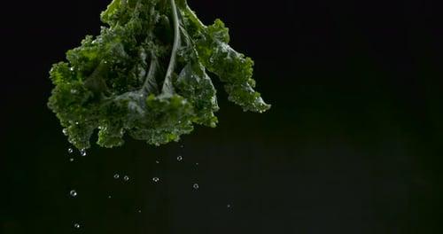 Du chou frisé fraîchement lavé pend du haut et éclabousse des gouttelettes d'eau sur fond noir