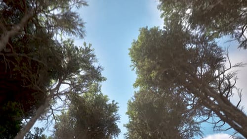 Sunlight Through Forest Trees – Cinematic Nature Background Low Angle camera