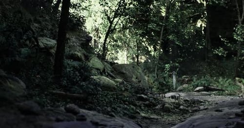 Lush Forest Path Winding Through Greenery in Bright Daylight
