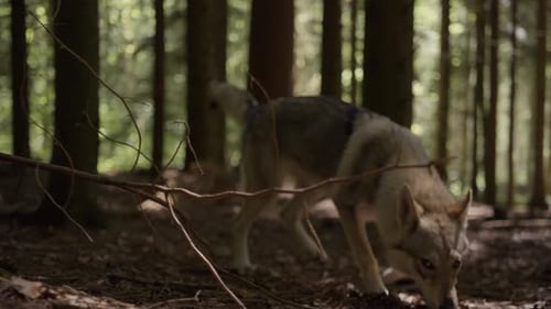 A wolfhound sniffs in the forest
