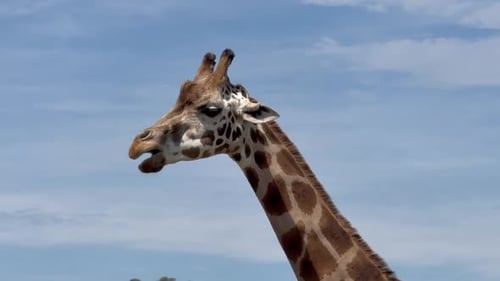 Close Up Of Giraffe Face