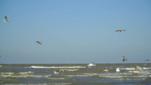 big group of seagulls are flying and landing on the sea when the tide is in making it difficult for