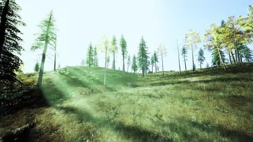 Animated Sun Rays Through Forest Trees