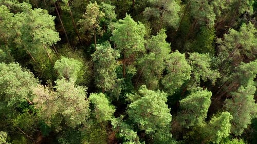 De grands pins. Bois vert en été. La cime des arbres dans les bois. Beau paysage de forêt.