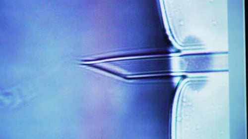 Sperme sur le moniteur d'une caméra de microscope.