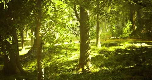 Lush Green Woodland Area with Sunlight Filtering Through the Trees