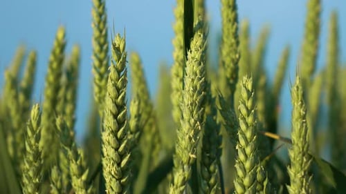 Rye Crops Growing Wheat Grain at Farming Field Close Up Cereal Cultivation