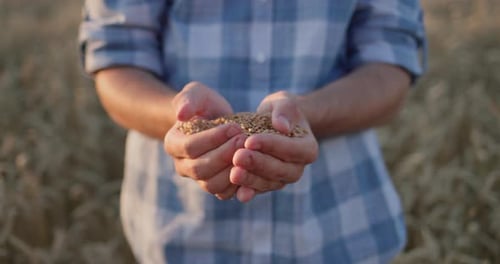 Farmer Holding a Handful of Wheat From the New Harvest Against the Background of a Wheat Field