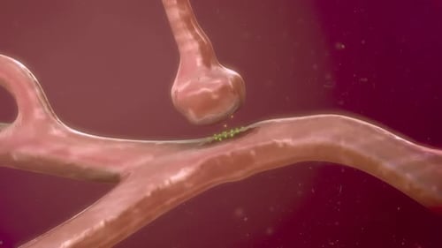 Neuronal synapse releasing neurotransmitters