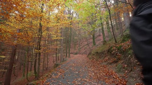 Person, die einen Waldweg entlang geht, umgeben von Herbstlaub in einem ruhigen, malerischen Waldgebiet