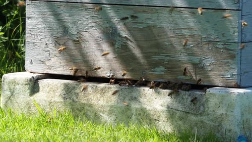 Busy Bees Entering and Exiting a Weathered Beehive