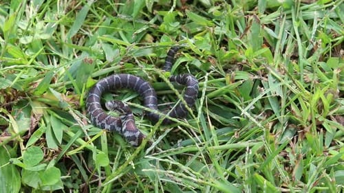 Slow motion static view of a small snake in grass watching an attacker