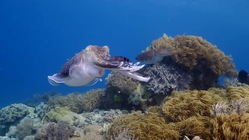 Cuttlefish during the night. Closeup view