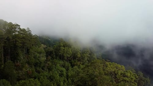 Aerial Fly over treetops on Mountain and into Clouds.