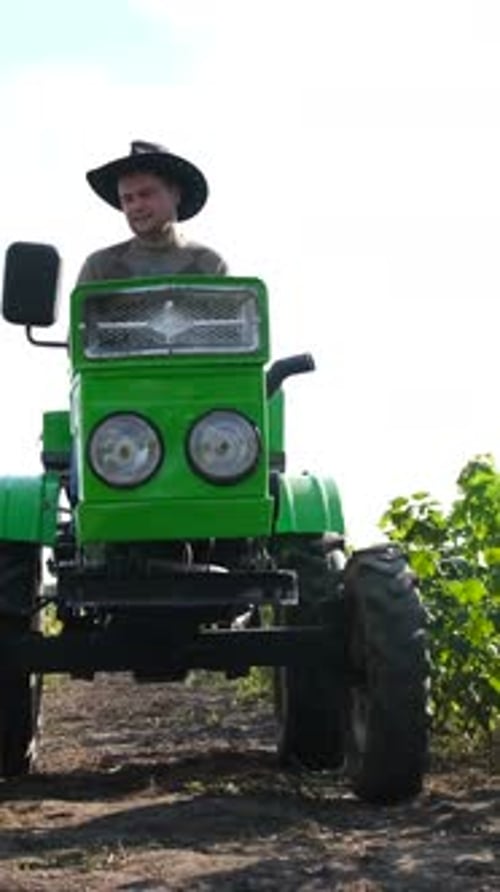 A Handsome Farmer is Driving a Tractor Black and Red Currant Bushes Grow in Rows on the Plantation