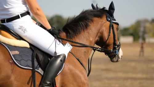 Elegante jinete de doma clásica se prepara con su caballo marrón antes de una competición ecuestre
