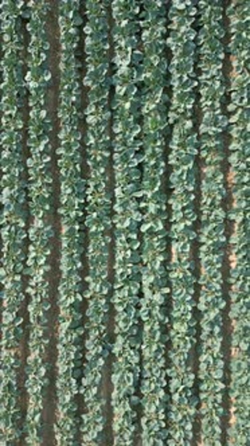 Cabbage Plantation Field in Poland