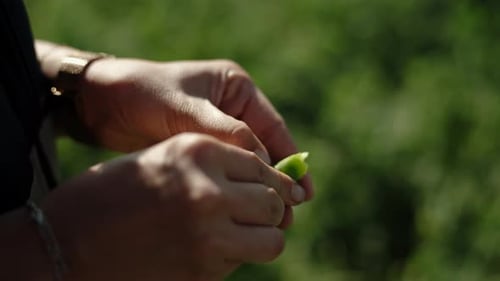 Female Hands Opening Pea Pod Against Lush Garden Background, Daytime on Farm