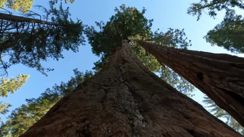 Looking Up At Sequoia Tree In National Park With Big Trunk Camera Is Dollying Up