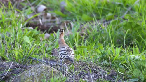 Wiedehopfvogel auf der Suche nach Insekten in der Vegetation