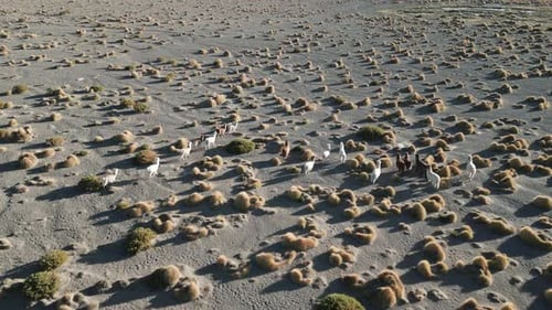 Alpacas Walk in Altiplano Plateau, Wild Animals, Llamas, Aerial View Above High Plain, Grass and Shr