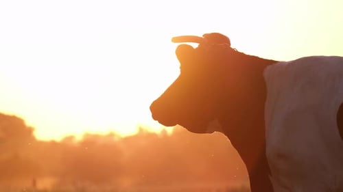 A Black and White Cow Stands in a Meadow on a Beautiful Background of Sunlight