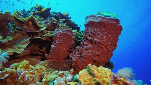 Colorful Coral Reef with Fish Swimming Underwater