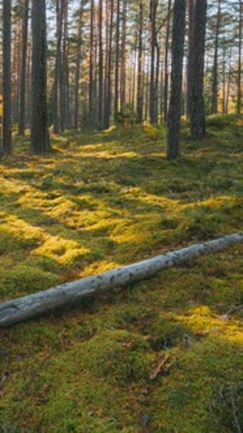 Beautiful Sunset Sun Sunshine In Sunny Summer Coniferous Forest Hyperlapse