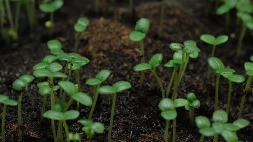 Seedlings Sprout From Soil in Time-Lapse