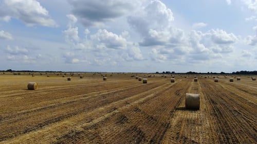Camera is Flying Across the Wheat Field After Harvesting Hay Bales Lying Around