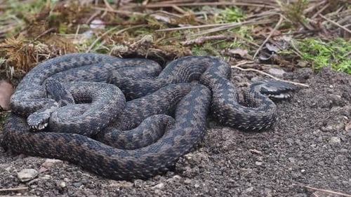 Un groupe de vipères européennes communes ou de vipères européennes communes (Vipera berus)