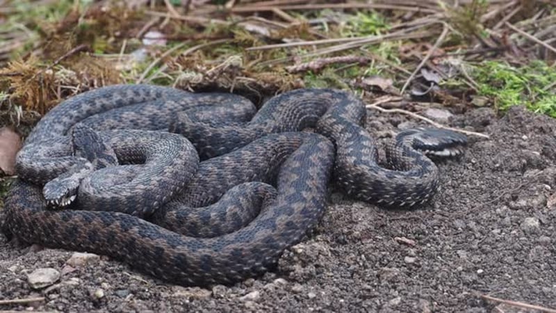 slow-motion of Close up Blue Krait snake ( Bungarus candidus) open ...
