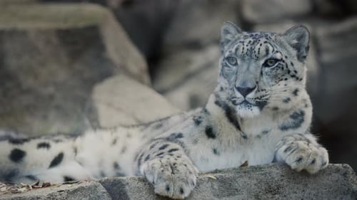 Portrait of a Formidable Snow Leopard