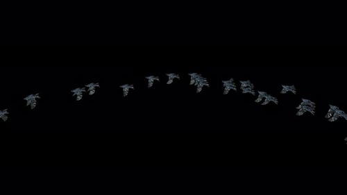 Realistic Flock of Birds Flying Across Screen Animation