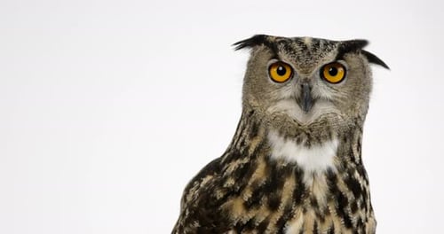 Eurasian eagle looks directly into camera - white background with copy space left