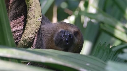 Two-toed Sloth Hanging Upside-down From Tree Branches Behind The Leaves. - close up